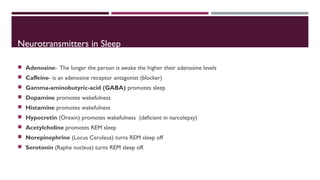Neurotransmitters in Sleep 
 Adenosine- The longer the person is awake the higher their adenosine levels 
 Caffeine- is an adenosine receptor antagonist (blocker) 
 Gamma-aminobutyric-acid (GABA) promotes sleep 
 Dopamine promotes wakefulness 
 Histamine promotes wakefulness 
 Hypocretin (Orexin) promotes wakefulness (deficient in narcolepsy) 
 Acetylcholine promotes REM sleep 
 Norepinephrine (Locus Ceruleus) turns REM sleep off 
 Serotonin (Raphe nucleus) turns REM sleep off. 
 