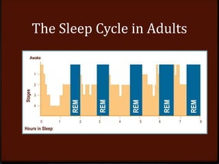 Awake
Stages
The Sleep Cycle in Adults
REM
REM
REM
REM
REM
1
2
3
4
0 1 2 3 4 5 6 7 8
Hours in Sleep
 