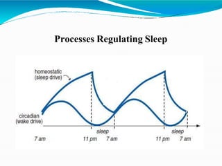 Processes Regulating Sleep
 