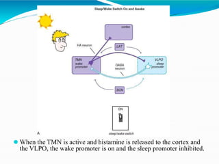 ⚫ When the TMN is active and histamine is released to the cortex and
the VLPO, the wake promoter is on and the sleep promoter inhibited.
 