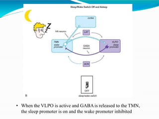 • When the VLPO is active and GABAis released to the TMN,
the sleep promoter is on and the wake promoter inhibited
 
