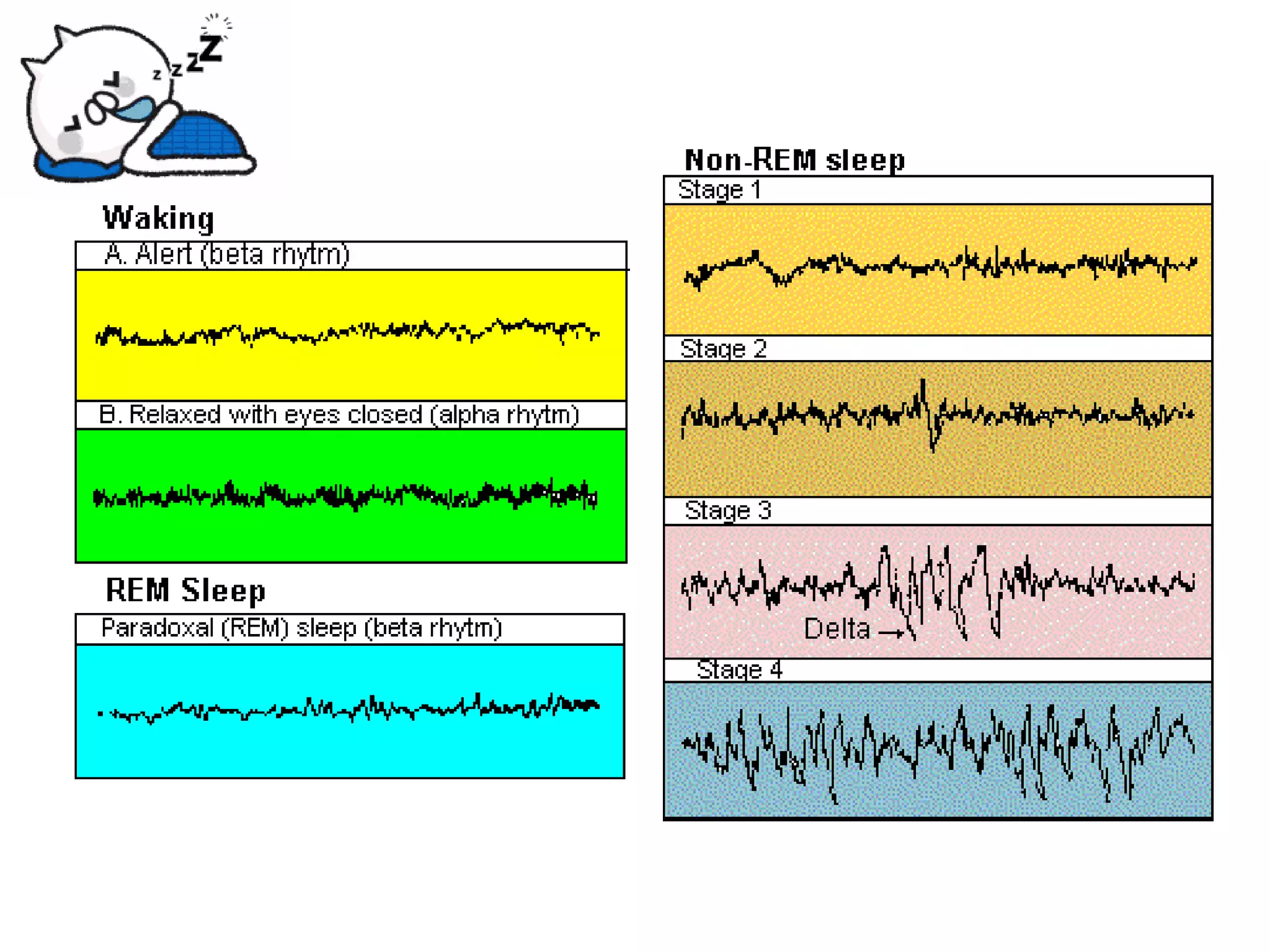 Physiology of Sleep | PDF