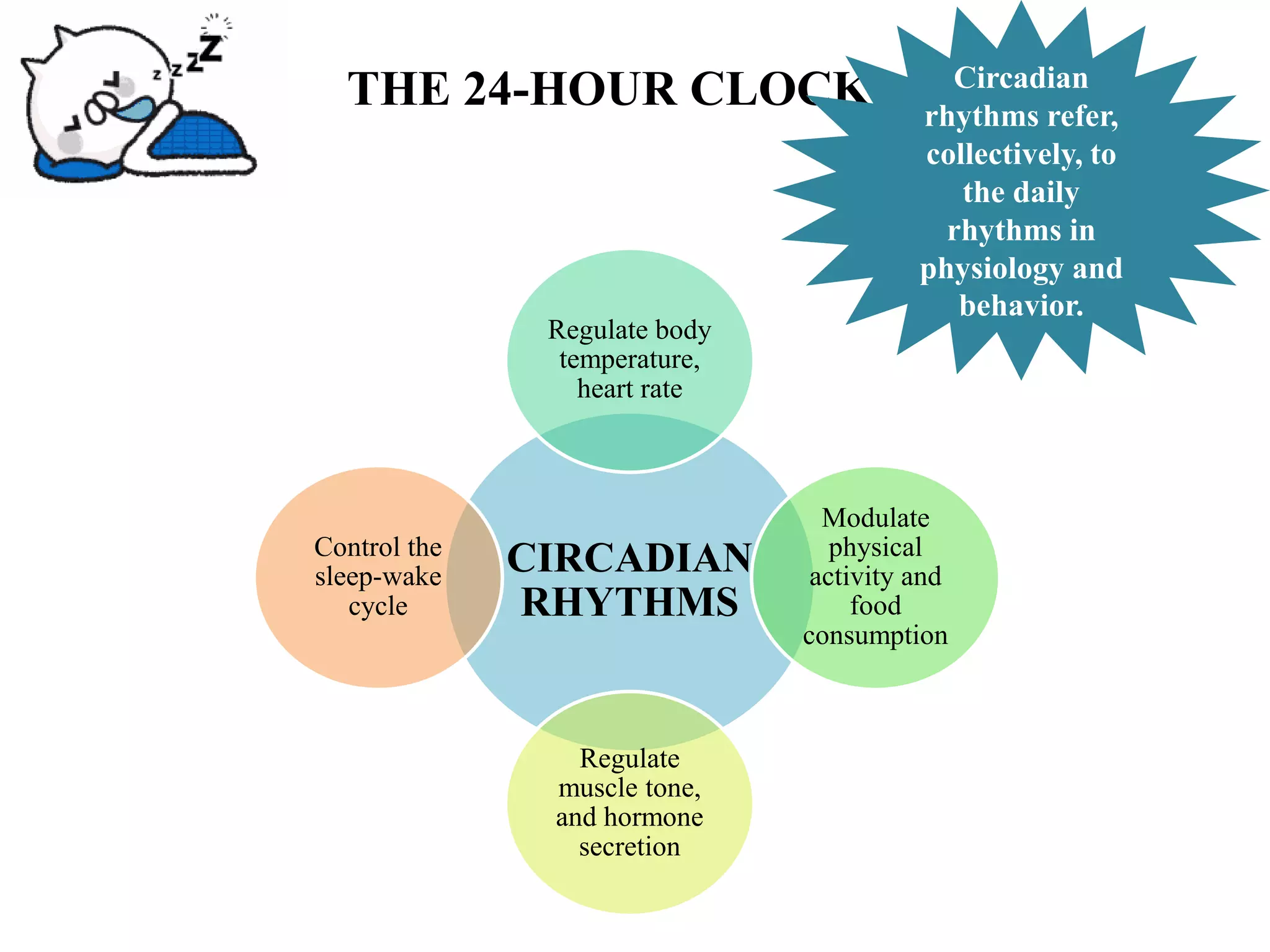 Physiology of Sleep | PDF