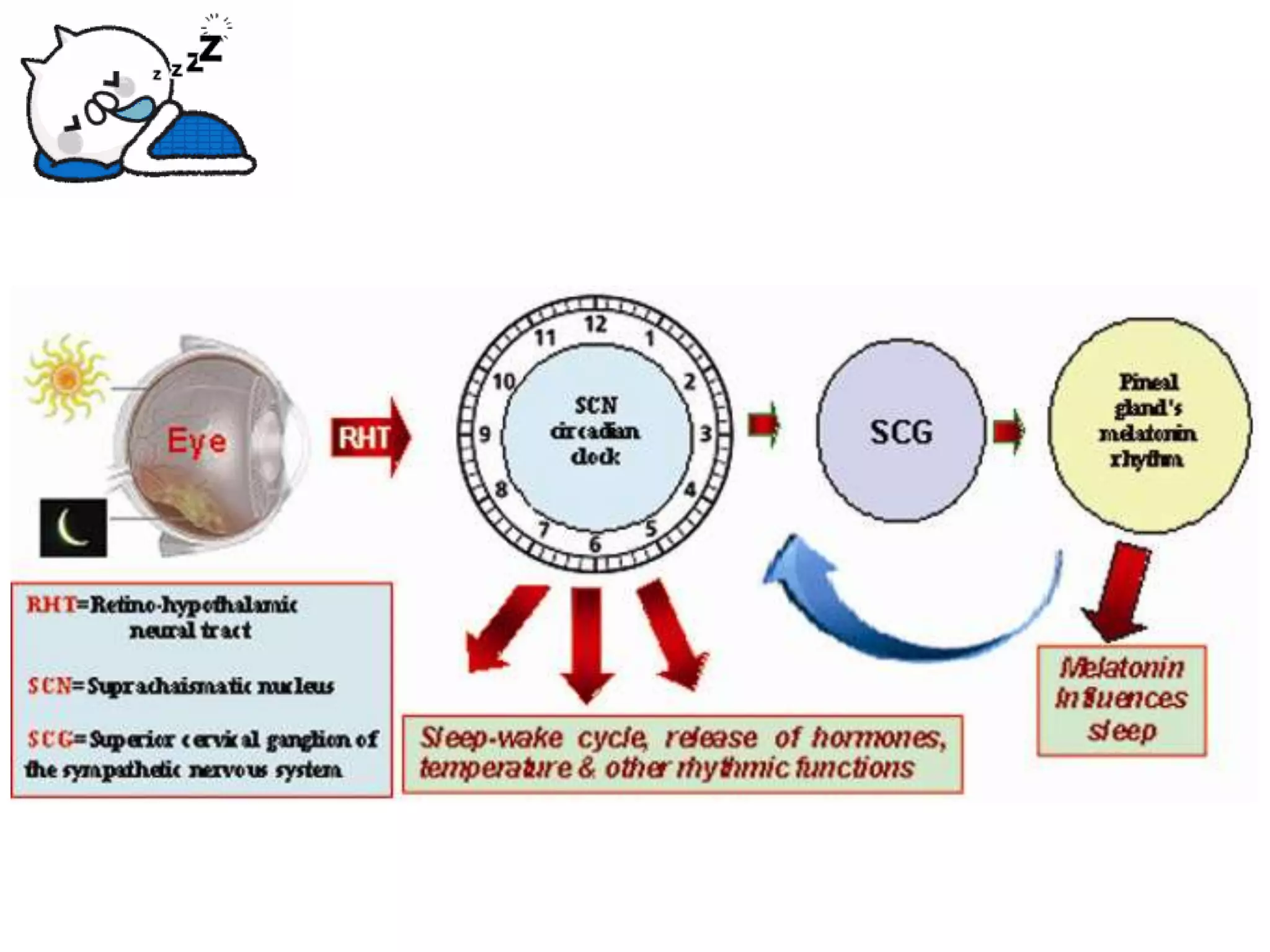 Physiology of Sleep | PDF