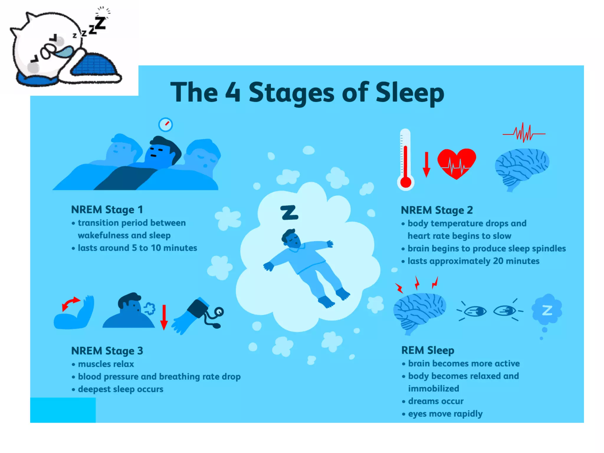 Physiology of Sleep | PDF