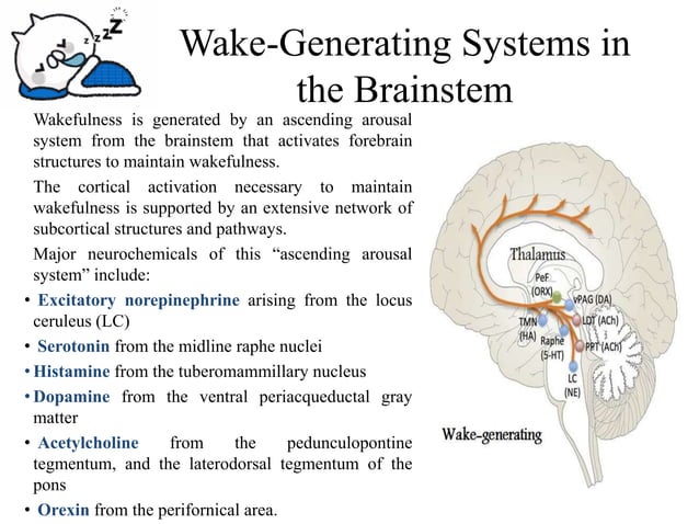Physiology of Sleep | PDF | Sleep Disorders | Diseases and Conditions