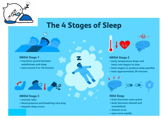 Physiology of Sleep | PDF | Sleep Disorders | Diseases and Conditions