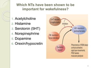 20
Which NTs have been shown to be
important for wakefulness?
1. Acetylcholine
2. Histamine
3. Serotonin (5HT)
4. Norepinephrine
5. Dopamine
6. Orexin/hypocretin
 