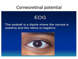 Corneoretinal potential
 