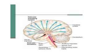 SLEEP EEG and findings, stages of sleep. | PPTX