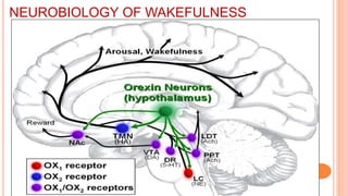 NEUROBIOLOGY OF WAKEFULNESS
 