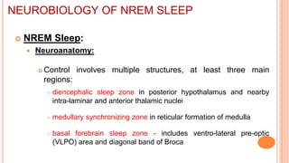  NREM Sleep:
 Neuroanatomy:
 Control involves multiple structures, at least three main
regions:
 diencephalic sleep zone in posterior hypothalamus and nearby
intra-laminar and anterior thalamic nuclei
 medullary synchronizing zone in reticular formation of medulla
 basal forebrain sleep zone - includes ventro-lateral pre-optic
(VLPO) area and diagonal band of Broca
NEUROBIOLOGY OF NREM SLEEP
 