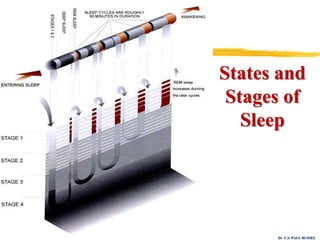 Dr. U.S. PAUL RUSSEL
States and
Stages of
Sleep
 