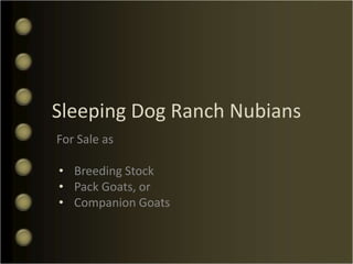 Sleeping Dog Ranch Nubians
For Sale as

• Breeding Stock
• Pack Goats, or
• Companion Goats
 