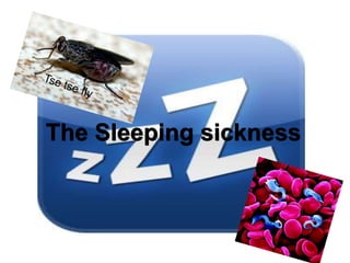 The Sleeping sickness

 
