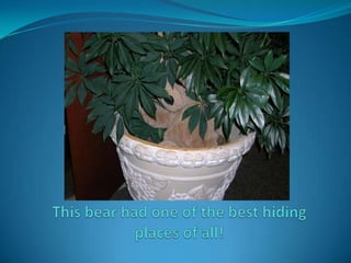 This bear had one of the best hiding places of all! 