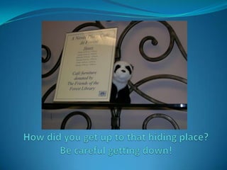 How did you get up to that hiding place?Be careful getting down!