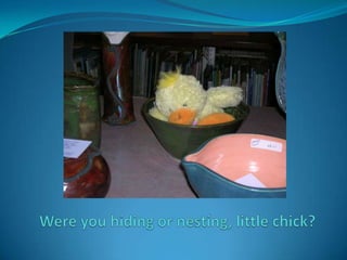 Were you hiding or nesting, little chick? 