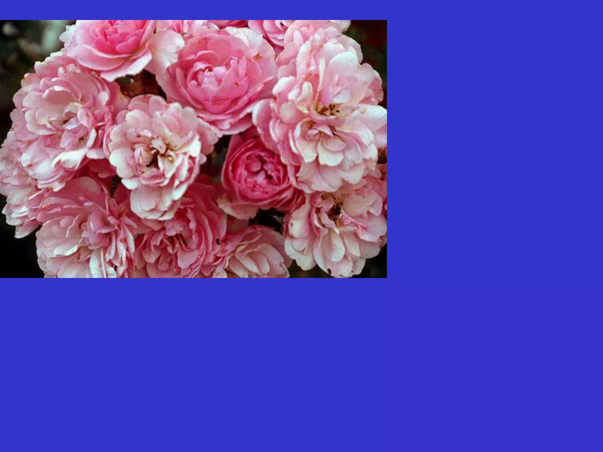 Solving Relationship Problems: Understanding the Four Personalities/Temperaments and Five Love Lnaguanges