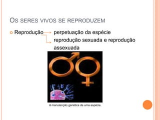OS SERES VIVOS SE REPRODUZEM
 Reprodução perpetuação da espécie
reprodução sexuada e reprodução
assexuada
A manutenção genética de uma espécie.
 