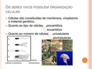 OS SERES VIVOS POSSUEM ORGANIZAÇÃO
CELULAR.
 Células são constituídas de membrana, citoplasma
e material genético.
 Quanto ao tipo de células procariótica
eucariótica
 Quanto ao número de células unicelulares
pluricelulares
células
Células unicelulares pluricelulares
 