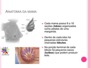 ANATOMIA DA MAMA
 Cada mama possui 8 a 10
seções (lobos) organizados
como pétalas de uma
margarida.
 Dentro de cada lobo há
pequenas estruturas
chamadas lóbulos.
 Na porção terminal de cada
lóbulo há pequenos sacos
(bulbos) que podem produzir
leite.
 