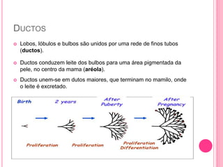 DUCTOS
 Lobos, lóbulos e bulbos são unidos por uma rede de finos tubos
(ductos).
 Ductos conduzem leite dos bulbos para uma área pigmentada da
pele, no centro da mama (aréola).
 Ductos unem-se em dutos maiores, que terminam no mamilo, onde
o leite é excretado.
 