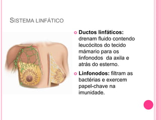 SISTEMA LINFÁTICO
 Ductos linfáticos:
drenam fluido contendo
leucócitos do tecido
mámario para os
linfonodos da axila e
atrás do esterno.
 Linfonodos: filtram as
bactérias e exercem
papel-chave na
imunidade.
 