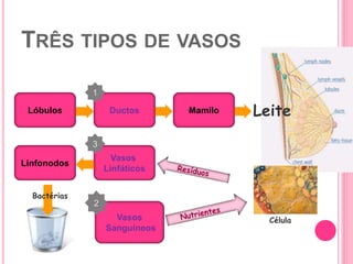 TRÊS TIPOS DE VASOS
18
Bactérias
Vasos
Sanguíneos
Célula
2
Linfonodos
Vasos
Linfáticos
3
LeiteLóbulos Ductos Mamilo
1
 