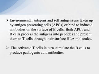  Environmental antigens and self antigens are taken up
by antigen presenting cells (APCs) or bind to induced
antibodies on the surface of B cells. Both APCs and
B cells process the antigens into peptides and present
them to T cells through their surface HLA molecules.
 The activated T cells in turn stimulate the B cells to
produce pathogenic autoantibodies.
 