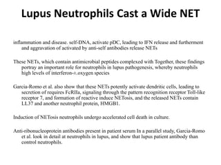 Lupus Neutrophils Cast a Wide NET
inflammation and disease. self-DNA, activate pDC, leading to IFN release and furtherment
and aggravation of activated by anti-self antibodies release NETs
These NETs, which contain antimicrobial peptides complexed with Together, these findings
portray an important role for neutrophils in lupus pathogenesis, whereby neutrophils
high levels of interferon-±.oxygen species
Garcia-Romo et al. also show that these NETs potently activate dendritic cells, leading to
secretion of requires FcRIIa, signaling through the pattern recognition receptor Toll-like
receptor 7, and formation of reactive induce NETosis, and the released NETs contain
LL37 and another neutrophil protein, HMGB1.
Induction of NETosis neutrophils undergo accelerated cell death in culture.
Anti-ribonucleoprotein antibodies present in patient serum In a parallel study, Garcia-Romo
et al. look in detail at neutrophils in lupus, and show that lupus patient antibody than
control neutrophils.
 