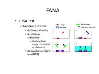 FANA
• ELISA Test
– Generally test for:
• ds-DNA antibodies
• Antihistone
antibodies
– Binds to DNA,
major constituent
of chromatin
• Deoxyribonucleopro
tein (DNP)
 