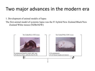 Two major advances in the modern era
1. Development of animal models of lupus
The first animal model of systemic lupus was the F1 hybrid New Zealand Black/New
Zealand White mouse (NZBxNZW)
 