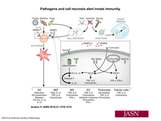 Pathogens and cell necrosis alert innate immunity.
Anders H JASN 2010;21:1270-1274
©2010 by American Society of Nephrology
 