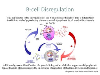 B-cell Disregulation
This contributes to the disregulation of the B-cell: increased levels of IFN-a differentiate
B-cells into antibody-producing plasmocytes and upregulates B-cell survival factors such
as BAFF.
Image taken from Barrat and Coffman 2008
Additionally, recent identification of a genetic linkage of an allele that suppresses B-lymphocyte
kinase levels in SLE emphasizes the importance of regulation of B cell proliferation and tolerance
 