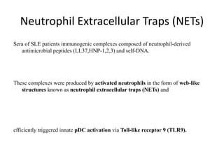 Neutrophil Extracellular Traps (NETs)
Sera of SLE patients immunogenic complexes composed of neutrophil-derived
antimicrobial peptides (LL37,HNP-1,2,3) and self-DNA.
These complexes were produced by activated neutrophils in the form of web-like
structures known as neutrophil extracellular traps (NETs) and
efficiently triggered innate pDC activation via Toll-like receptor 9 (TLR9).
 