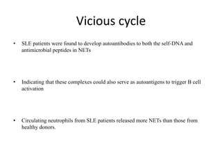 Vicious cycle
• SLE patients were found to develop autoantibodies to both the self-DNA and
antimicrobial peptides in NETs
• Indicating that these complexes could also serve as autoantigens to trigger B cell
activation
• Circulating neutrophils from SLE patients released more NETs than those from
healthy donors.
 