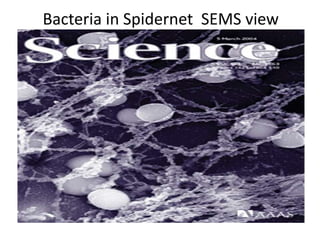 Bacteria in Spidernet SEMS view
 