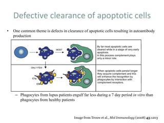 Defective clearance of apoptotic cells
• One common theme is defects in clearance of apoptotic cells resulting in autoantibody
production
– Phagocytes from lupus patients engulf far less during a 7 day period in vitro than
phagocytes from healthy patients
Image from Trouw et al., Mol Immunology (2008) 45:1203
 