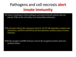Pathogens and cell necrosis alert
innate immunity
All classes of pathogens release pathogen-associated molecular patterns that can
activate TLRs on the cell surface or in intracellular endosomes.
TLR activation induces the expression of pro-IL-1β, NF-κB–dependent cytokines and
chemokines, and IFN-α and IFN-β, the three dominant cytokine classes of innate
immunity.
NOD-like receptors and RIG helicases convert the recognition nucleic acids into
cytokine release.
 