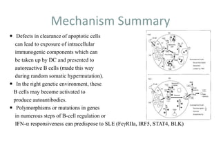 Mechanism Summary
 Defects in clearance of apoptotic cells
can lead to exposure of intracellular
immunogenic components which can
be taken up by DC and presented to
autoreactive B cells (made this way
during random somatic hypermutation).
 In the right genetic environment, these
B cells may become activated to
produce autoantibodies.
 Polymorphisms or mutations in genes
in numerous steps of B-cell regulation or
IFN-a responsiveness can predispose to SLE (FcgRIIa, IRF5, STAT4, BLK)
 