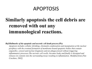 APOPTOSIS
Similarly apoptosis the cell debris are
removed with out any
immunological reactions.
Ref:Hallmarks of the apoptotic and necrotic cell death process.(Pic)
Apoptosis includes cellular shrinking, chromatin condensation and margination at the nuclear
periphery with the eventual formation of membrane-bound apoptotic bodies that contain
organelles, cytosol and nuclear fragments and are phagocytosed without triggering
inflammatory processes.The necrotic cell swells, becomes leaky and finally is disrupted and
releases its contents into the surrounding tissue resulting in inflammation. Modified from [Van
Cruchten, 2002].
 