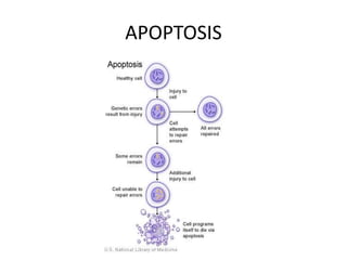 APOPTOSIS
 