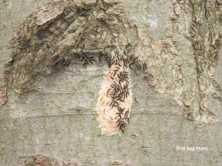 first egg mass
 