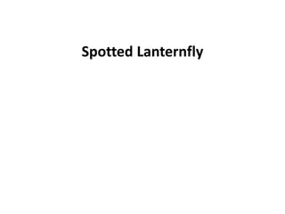 Spotted Lanternfly
 