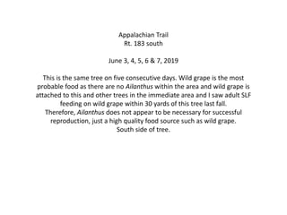 Appalachian Trail
Rt. 183 south
June 3, 4, 5, 6 & 7, 2019
This is the same tree on five consecutive days. Wild grape is the most
probable food as there are no Ailanthus within the area and wild grape is
attached to this and other trees in the immediate area and I saw adult SLF
feeding on wild grape within 30 yards of this tree last fall.
Therefore, Ailanthus does not appear to be necessary for successful
reproduction, just a high quality food source such as wild grape.
South side of tree.
 