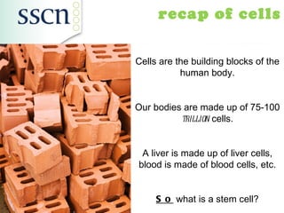 recap of cells

Cells are the building blocks of the
           human body.


Our bodies are made up of 75-100
          trillion cells.


 A liver is made up of liver cells,
blood is made of blood cells, etc.


     S o what is a stem cell?
 