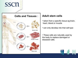 Where else?


Cells and Tissues :   Adult stem cells
                      • taken from a specific tissue eg brain,
                       heart, blood or muscle

                      • can only develop into that cell type
                      (multipotent).

                      • These cells are naturally used by
                      the body to replace damaged or
                      diseased calls.
 