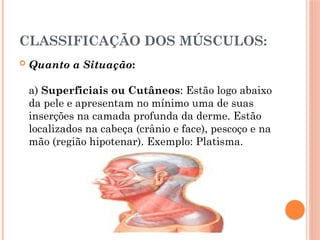 CLASSIFICAÇÃO DOS MÚSCULOS:
 Quanto a Situação:
a) Superficiais ou Cutâneos: Estão logo abaixo
da pele e apresentam no mínimo uma de suas
inserções na camada profunda da derme. Estão
localizados na cabeça (crânio e face), pescoço e na
mão (região hipotenar). Exemplo: Platisma.
 