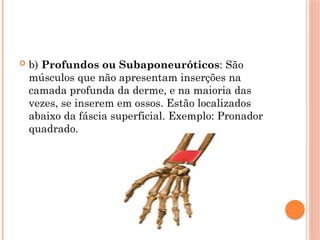  b) Profundos ou Subaponeuróticos: São
músculos que não apresentam inserções na
camada profunda da derme, e na maioria das
vezes, se inserem em ossos. Estão localizados
abaixo da fáscia superficial. Exemplo: Pronador
quadrado.
 